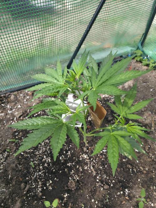 2nd Try Outdoor - Brutalis Auto. Week 5 - Day 29