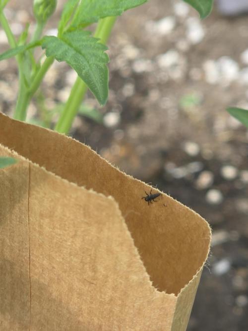 2nd Try Outdoor - Brutalis Auto. Week 5 - Lady Bug Larva
