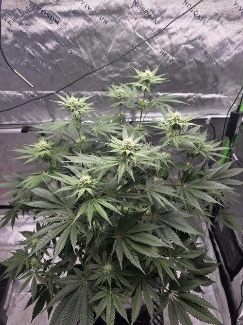Orange Creampop - HSC. Week 10 - Day 64 