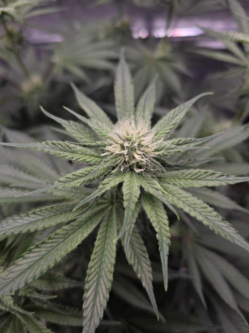Orange Creampop - HSC. Week 10 - Day 64