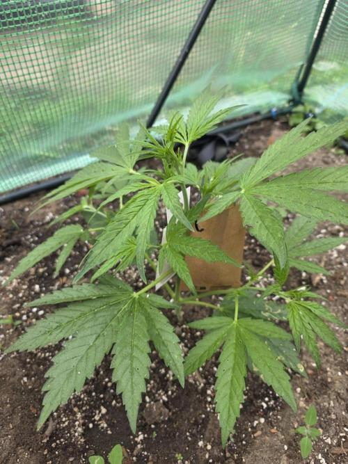 2nd Try Outdoor - Brutalis Auto. Week 5 - Day 30