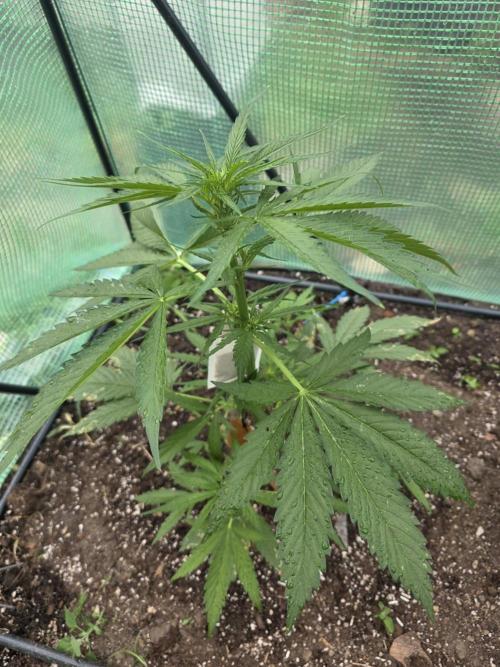 Killer Haze Auto - Outdoor. Week 5 - Day 30