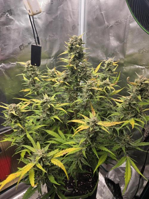 Amnesia Bilbo Auto - Genehtik. Week 10 - Day 64