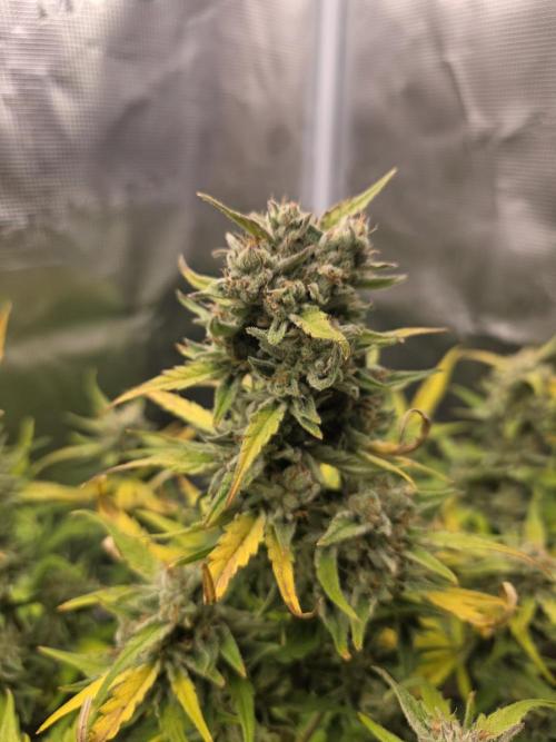 Amnesia Bilbo Auto - Genehtik. Week 10 - Day 64
