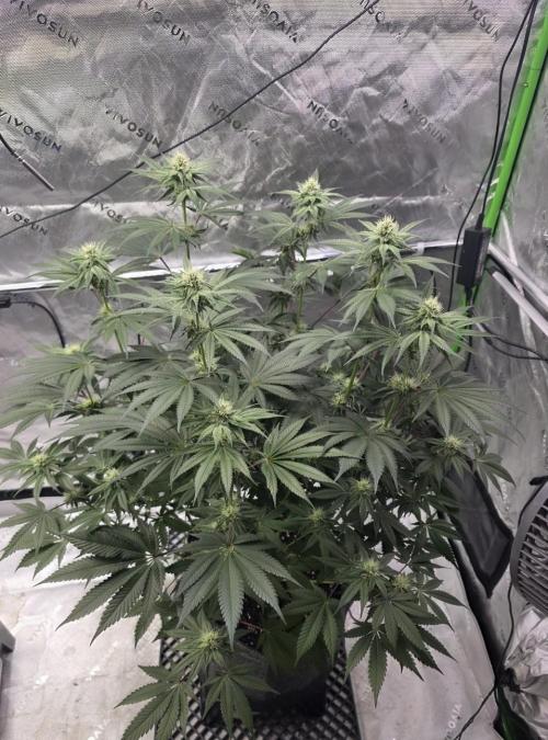 Orange Creampop - HSC. Week 10 - Day 65
