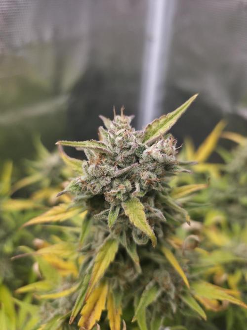 Amnesia Bilbo Auto - Genehtik. Week 10 - Day 65