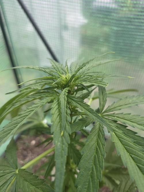 Killer Haze Auto - Outdoor. Week 5 - Day 31