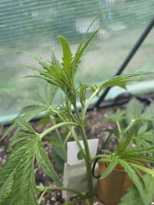 2nd Try Outdoor - Brutalis Auto. Week 5 - Day 31