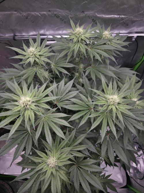Orange Creampop - HSC. Week 10 - Day 66