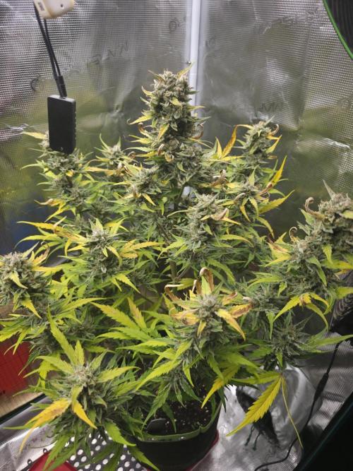 Amnesia Bilbo Auto - Genehtik. Week 10 - Day 66