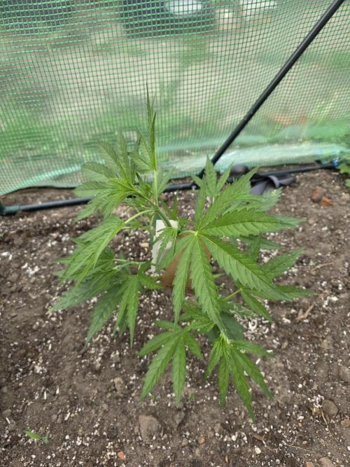 2nd Try Outdoor - Brutalis Auto. Week 5 - Day 32