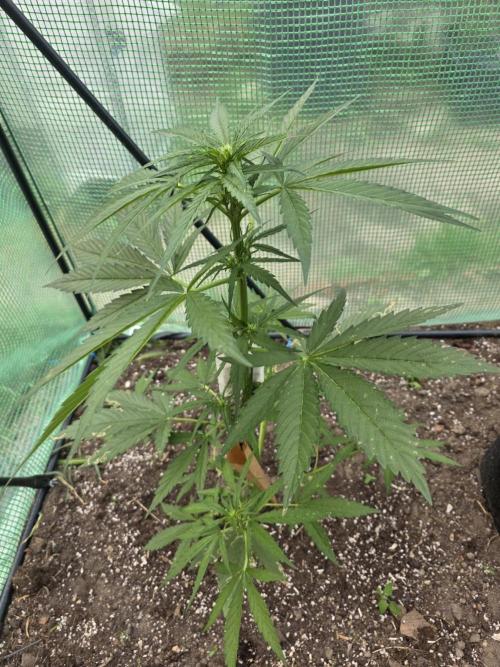 Killer Haze Auto - Outdoor. Week 5 - Day 32