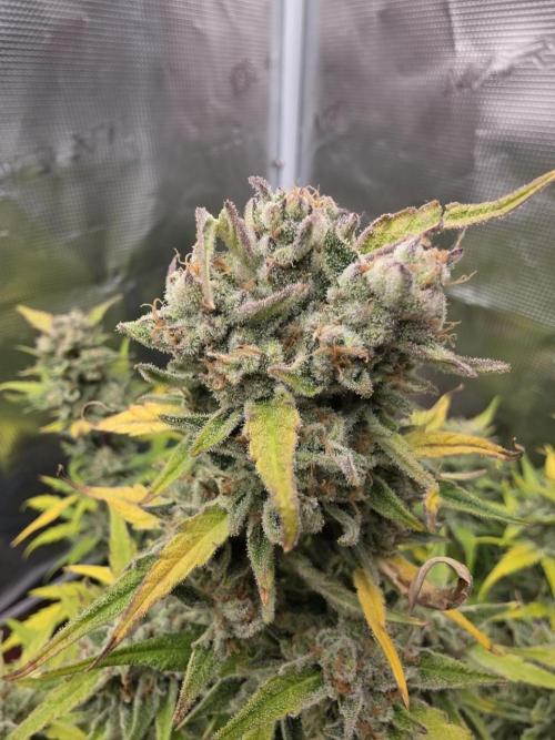 Amnesia Bilbo Auto - Genehtik. Week 10 - Day 67