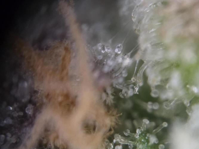 Amnesia Bilbo Auto - Genehtik. Week 10 - Mainbud