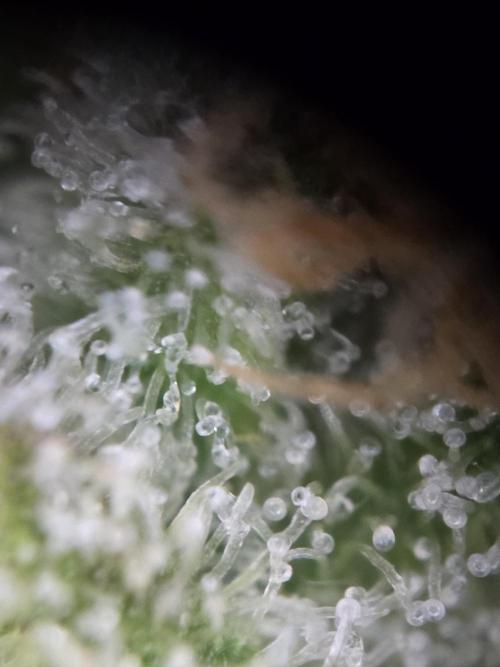 Amnesia Bilbo Auto - Genehtik. Week 10 - lower sidebud
