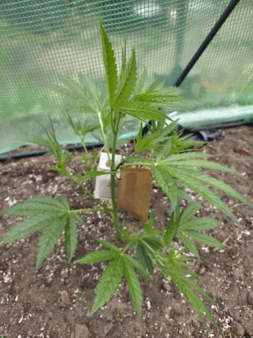 2nd Try Outdoor - Brutalis Auto. Week 5 - Day 33