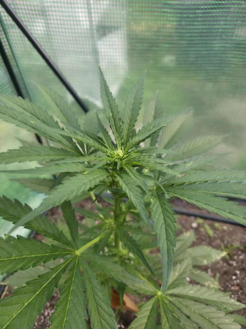 Killer Haze Auto - Outdoor. Week 5 - Day 33