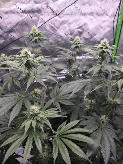 Orange Creampop - HSC. Week 10 - Day 67