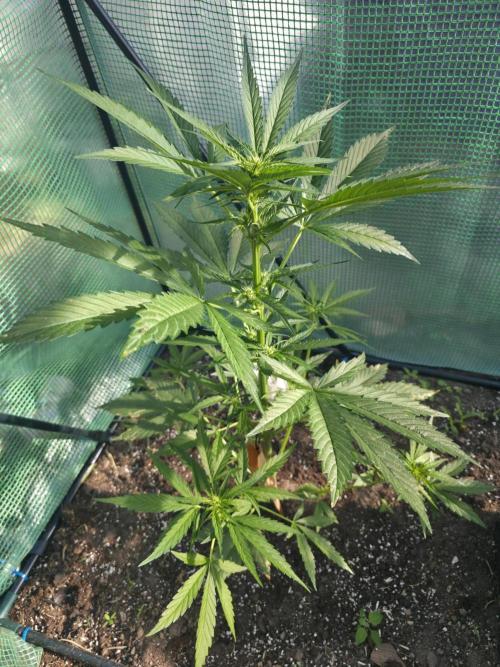 Killer Haze Auto - Outdoor. Week 5 - Day 34