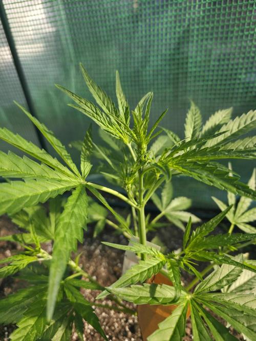 2nd Try Outdoor - Brutalis Auto. Week 5 - Day 34