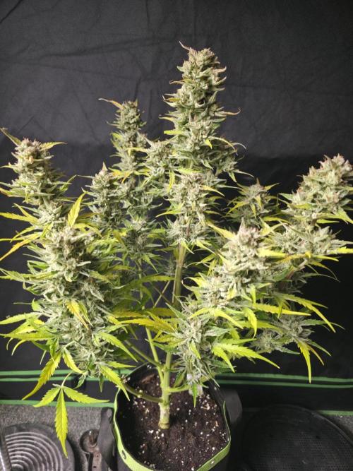 Amnesia Bilbo Auto - Genehtik. Week 10 - Day 68