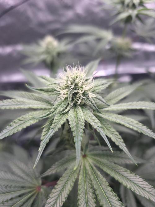 Orange Creampop - HSC. Week 10 - Day 68