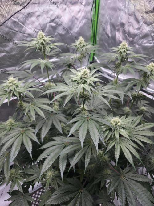 Orange Creampop - HSC. Week 10 - Day 69