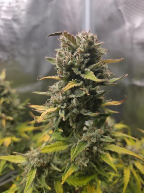 Amnesia Bilbo Auto - Genehtik. Week 10 - Day 69