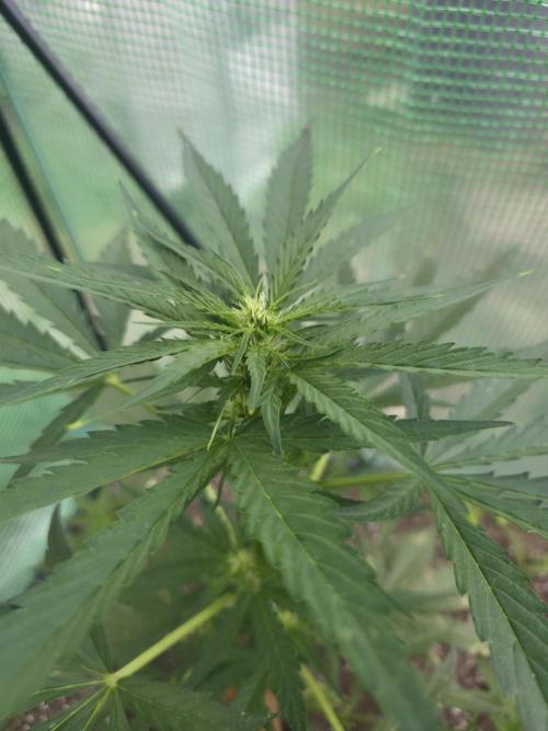 Killer Haze Auto - Outdoor. Week 5 - Day 35