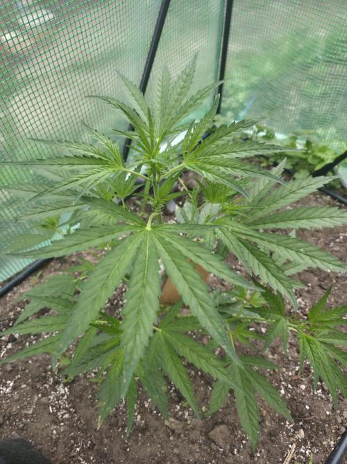 2nd Try Outdoor - Brutalis Auto. Week 5 - Day 35