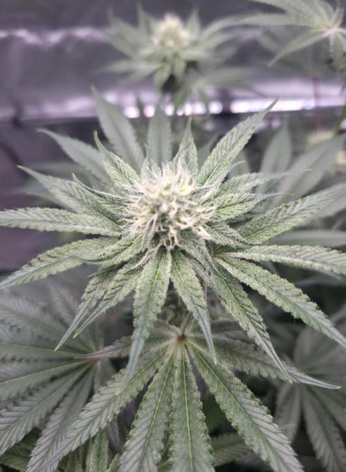Orange Creampop. Week 10