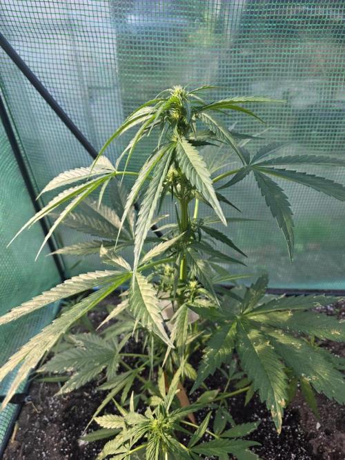 Killer Haze Auto - Outdoor. Week 6 - Day 36