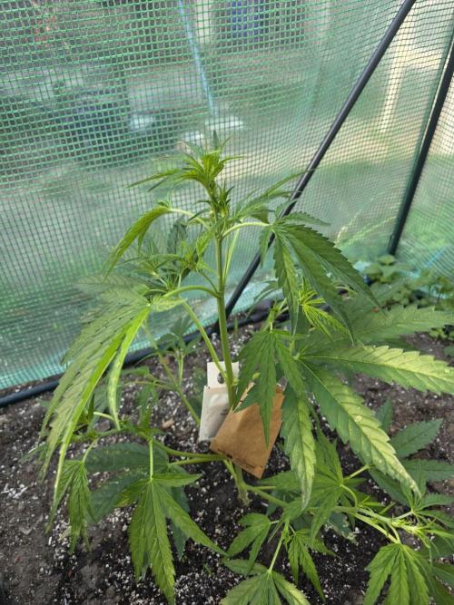 2nd Try Outdoor - Brutalis Auto. Week 6 - Day 36