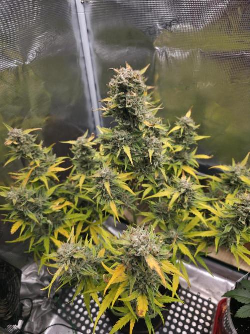 Amnesia Bilbo Auto - Genehtik. Week 10 - Day 70