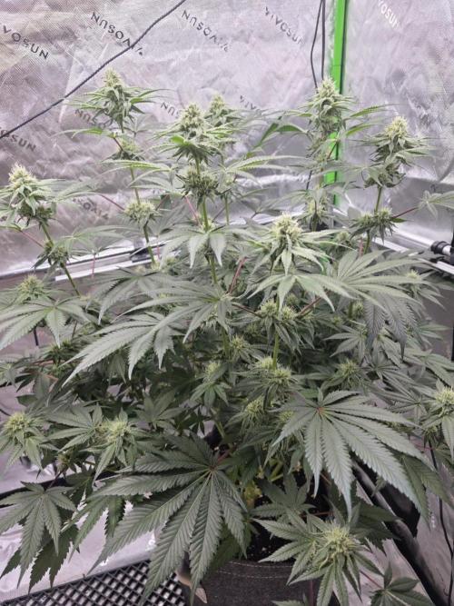 Orange Creampop - HSC. Week 11 - Day 71