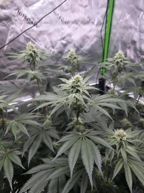 Orange Creampop - HSC. Week 11 - Day 71
