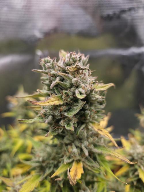 Amnesia Bilbo Auto - Genehtik. Week 11 - Day 71