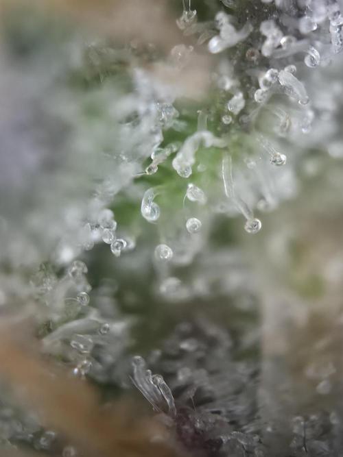 Amnesia Bilbo Auto - Genehtik. Week 11 - Day 71 Sidebud