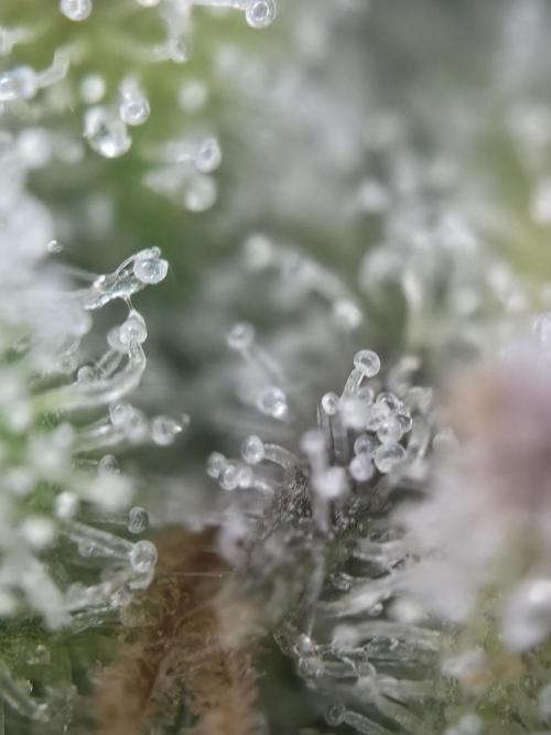 Amnesia Bilbo Auto - Genehtik. Week 11 - Sidebud