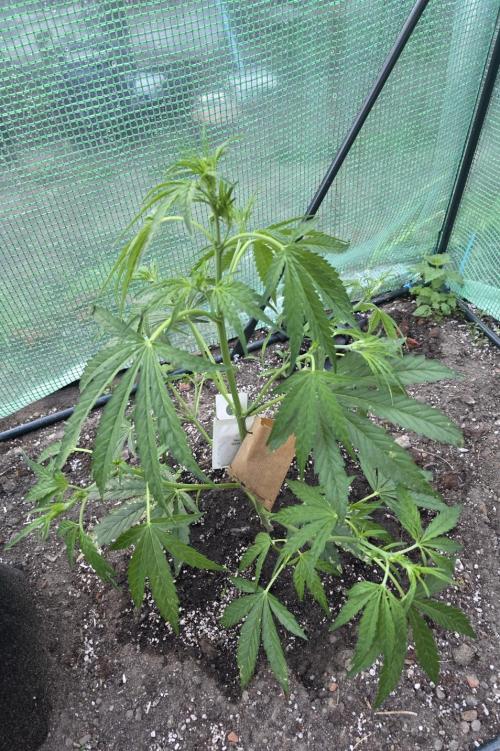 2nd Try Outdoor - Brutalis Auto. Week 6 - Day 37