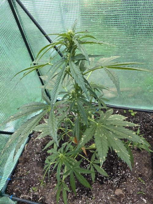 Killer Haze Auto - Outdoor. Week 6 - Day37
