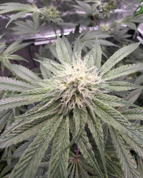 Orange Creampop - HSC. Week 11 - Day 73