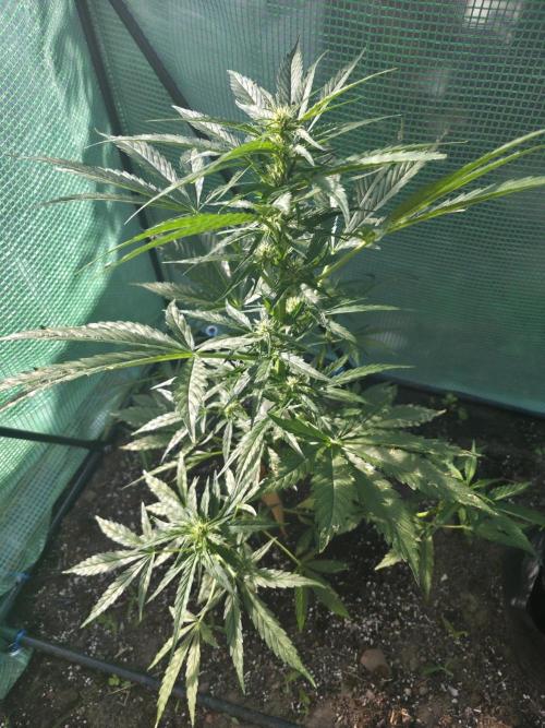 Killer Haze Auto. Week 6