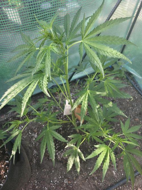 Brutalis Auto. Week 6
