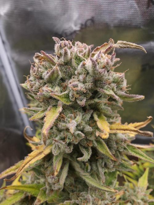Amnesia Bilbo Auto - Genehtik. Week 11 - Day 73