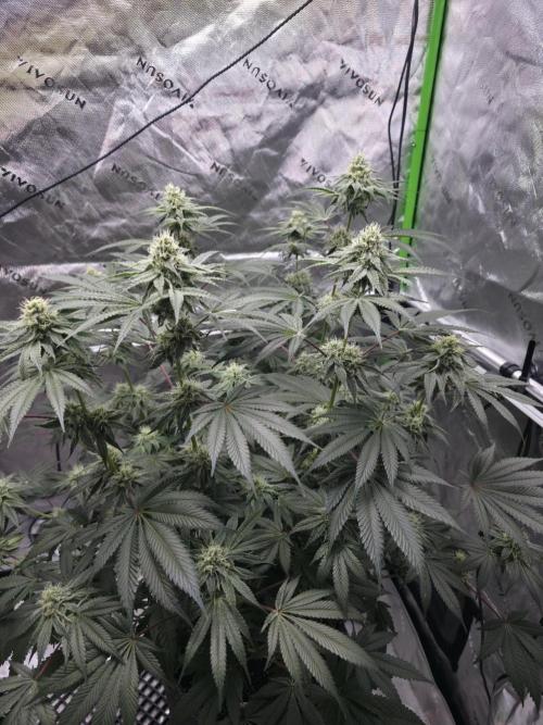 Orange Creampop - HSC. Week 11 - Day 75