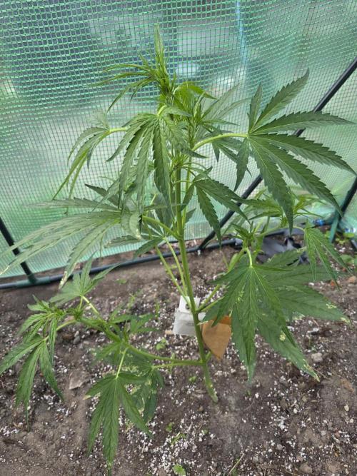 2nd Try Outdoor - Brutalis Auto. Week 6 - Day 41