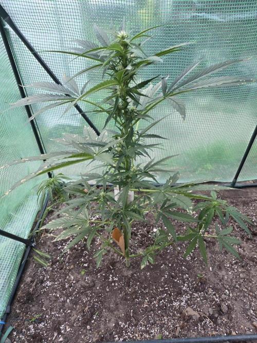 Killer Haze Auto - Outdoor. Week 6 - Day 41