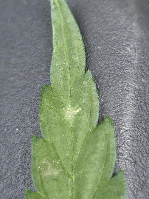 Killer Haze Auto - Outdoor. Week 6 - Mildew?