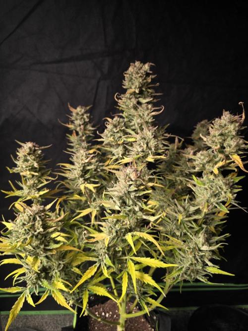 Amnesia Bilbo Auto - Genehtik. Week 11 - Day 75